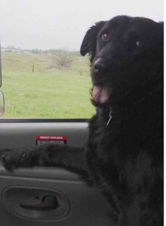 NWR: My pup thinks she's people. She's right. Show me your "people pups!"