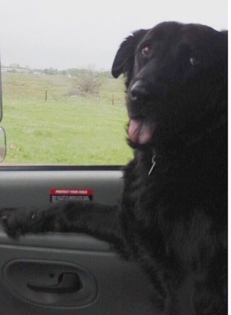 NWR: My pup thinks she's people. She's right. Show me your "people pups!"