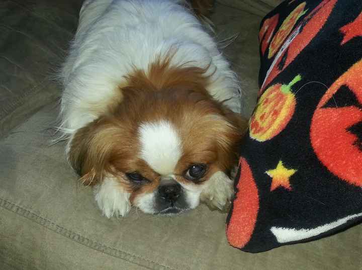 Show me your puppies!