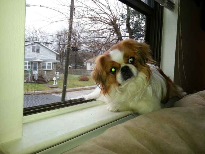 Show me your puppies!