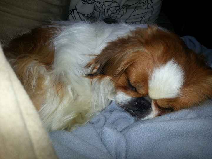 Show me your puppies!