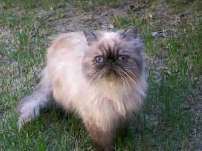 *NWR* Show me your pets/animals! *PICS*