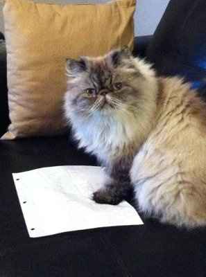 My little wedding planner