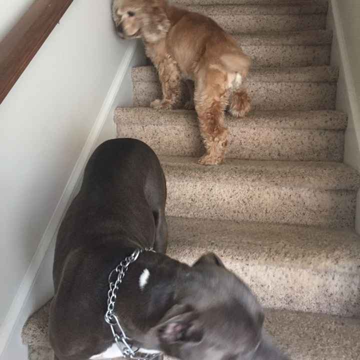 NWR- pets! We love them show me yours :)