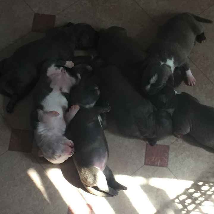 Show me those puppies!