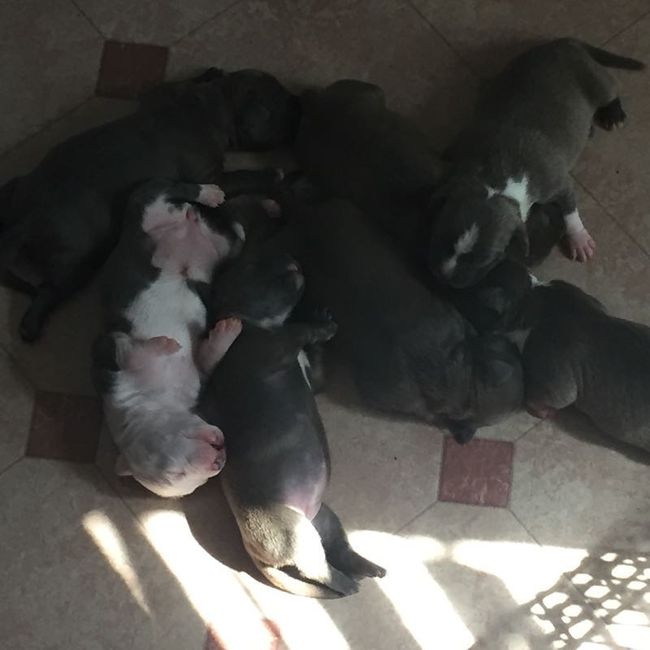 Show me those puppies!