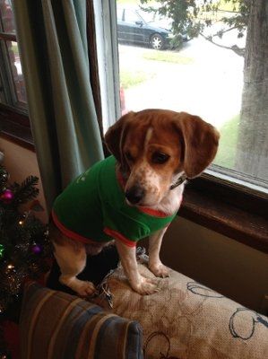 NWR: Show off your fur baby!
