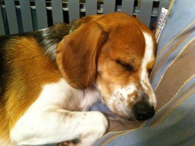 NWR: Show off your fur baby!