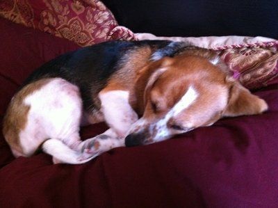NWR: Show off your fur baby!