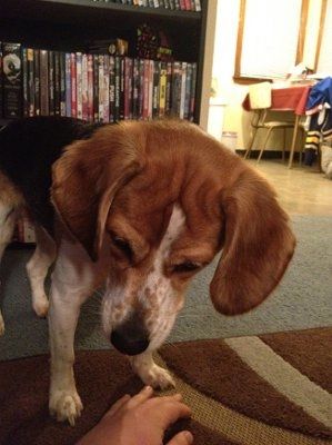 NWR: I want to see your pets!