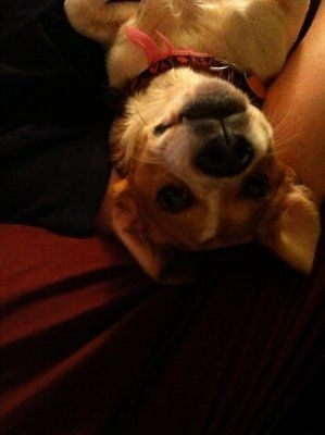 Lets see those pets!!! (NWR)