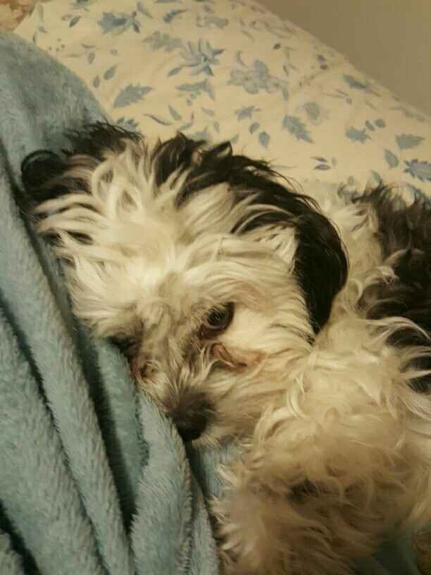 NWR: Show me your pups!