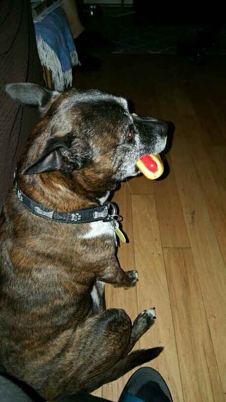 NWR - Send me pictures of your pets/memes