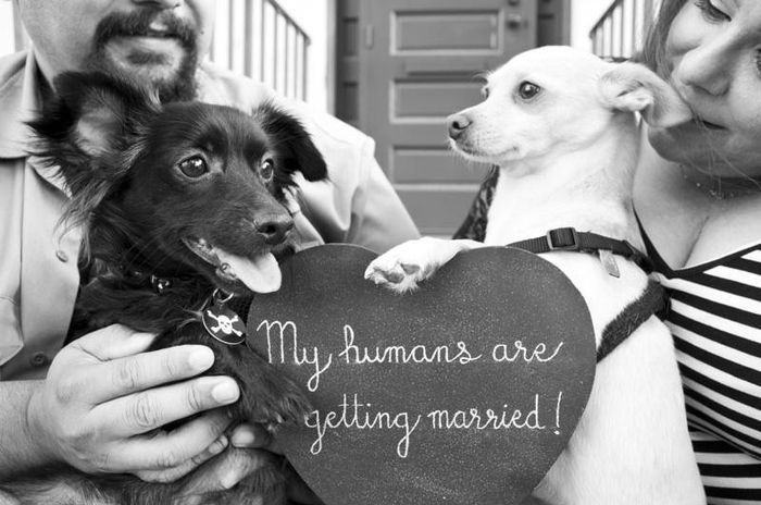 NWR:  Fur Babies