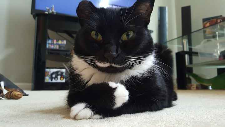 Show me your fur babies!