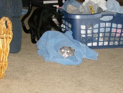 NWR: Lets see our pets!!