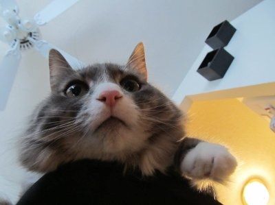 Are you (did you) including your pet/fur-baby in your wedding?