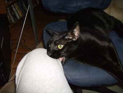 NWR: Lets see our pets!!