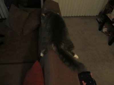 Are you (did you) including your pet/fur-baby in your wedding?