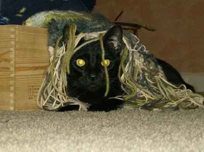 Are you (did you) including your pet/fur-baby in your wedding?