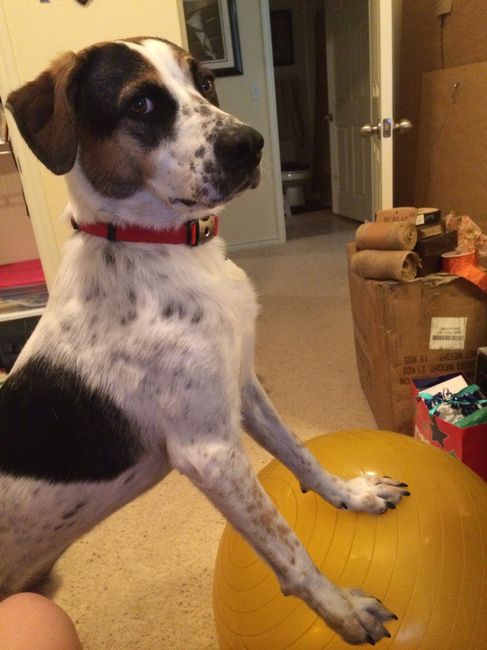 NWR: today is my Pups 2nd birthday!! Do you and your FH have a pet? Show pics!!!