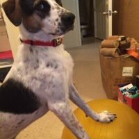 NWR: today is my Pups 2nd birthday!! Do you and your FH have a pet? Show pics!!!