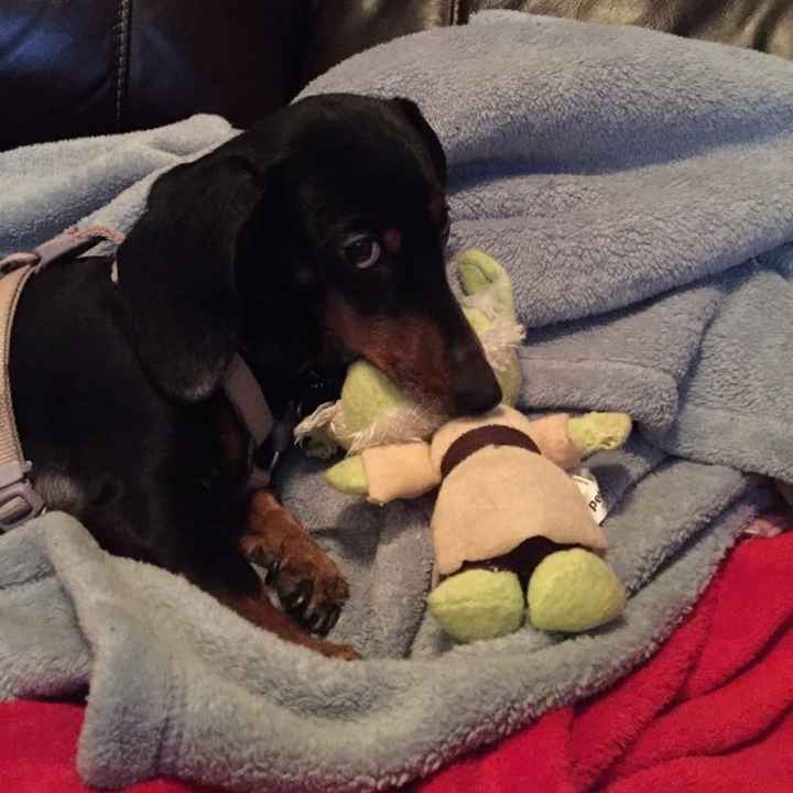 NWR: Name a weird/funny thing your pets do