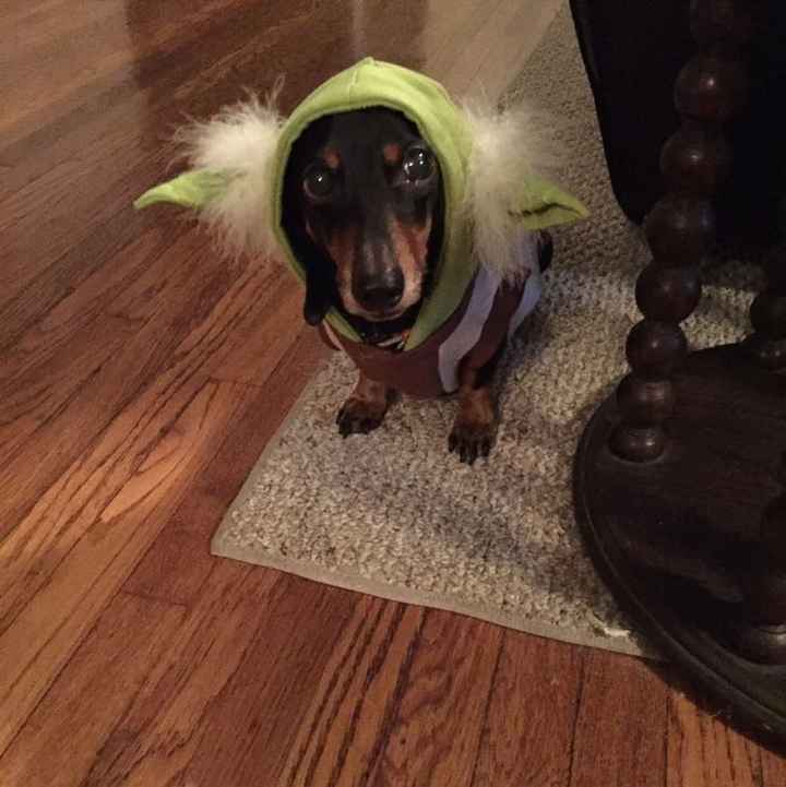 NWR Show us your Halloween Pets!