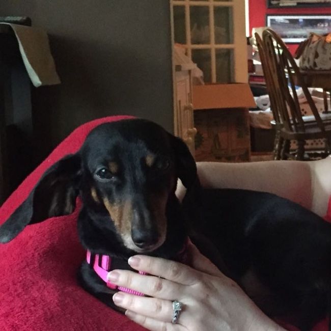 NWR: National Dog Day!