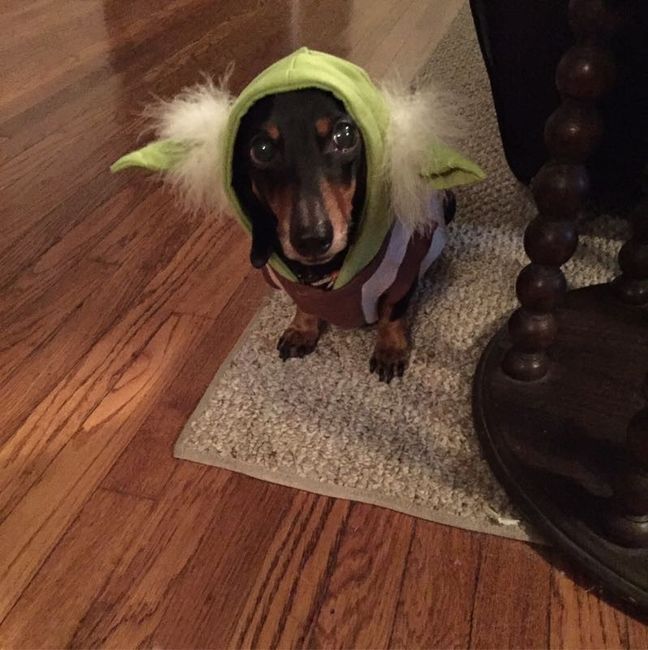 NWR Show us your Halloween Pets!