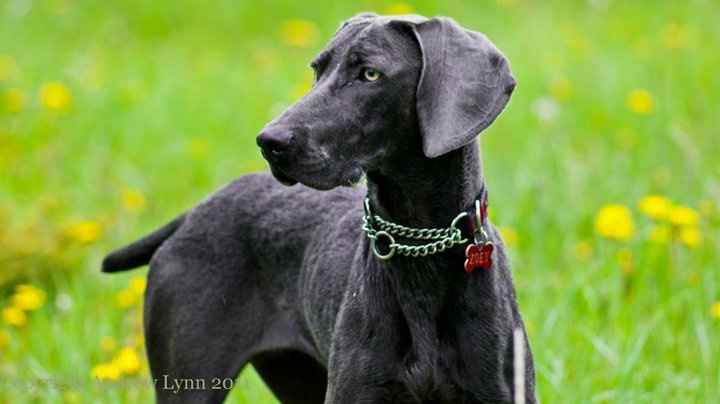 Just for fun, lets see your crazy pet child....