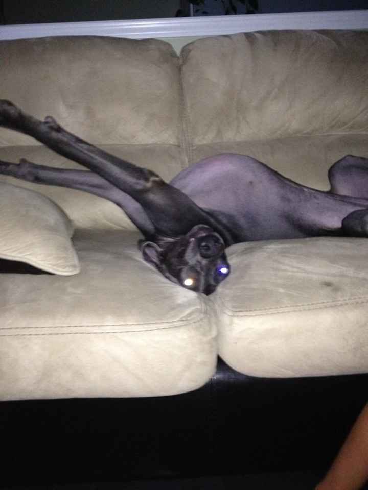 Just for fun, lets see your crazy pet child....