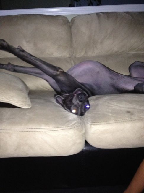 Just for fun, lets see your crazy pet child....