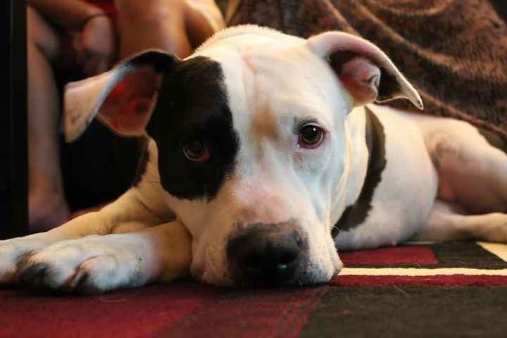 Need cheering up. Show me your puppies!