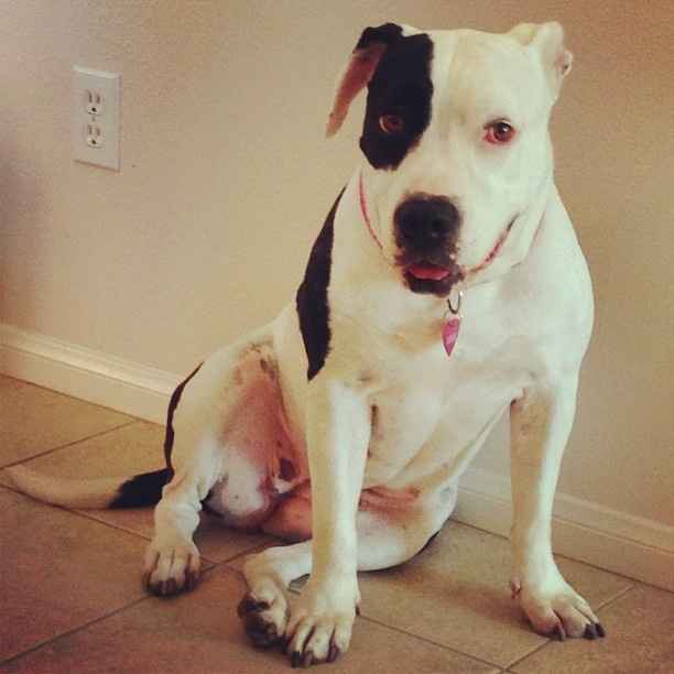 Need cheering up. Show me your puppies!