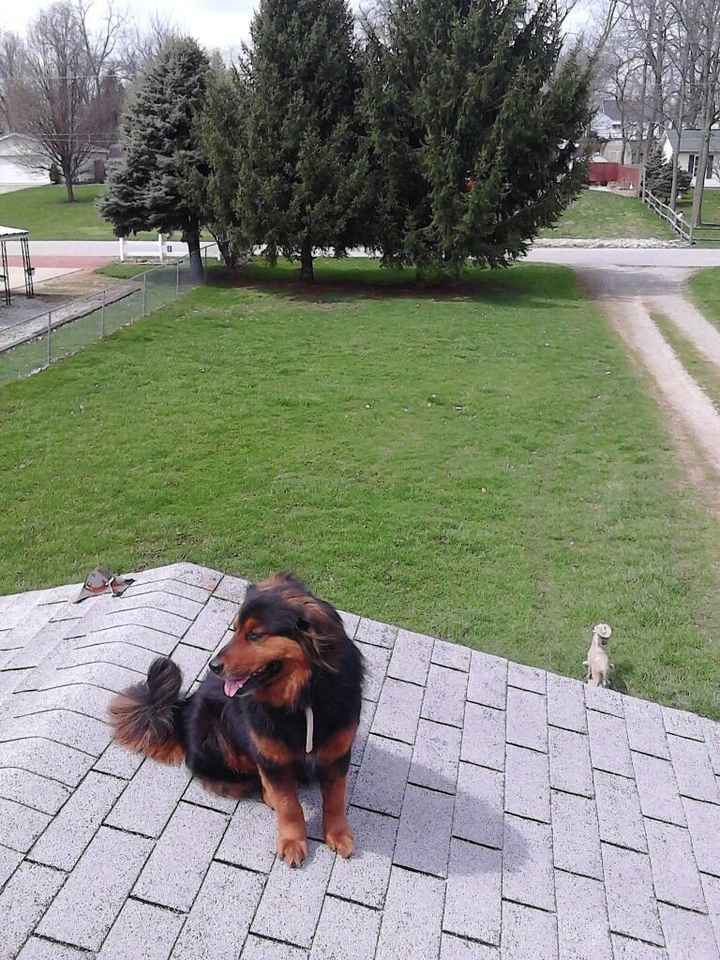 Show me your Furbabies!