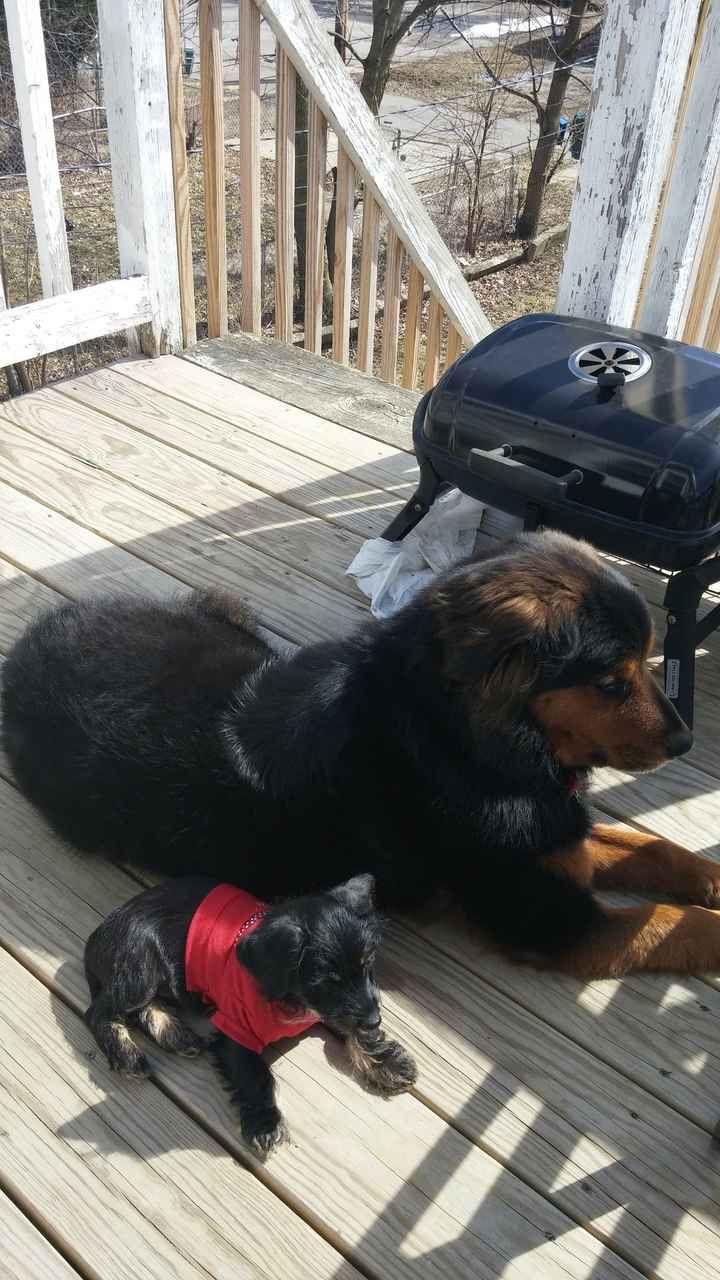 NWR Happy Fursday! Show me your fur babies!