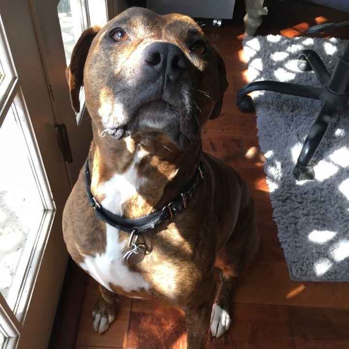 NWR: Bored? Show off your pets!