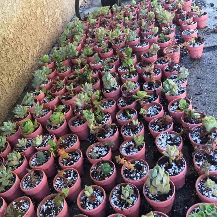 What were/ will be your wedding favors?