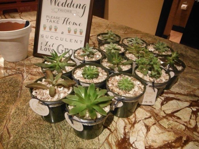 Succulents!!