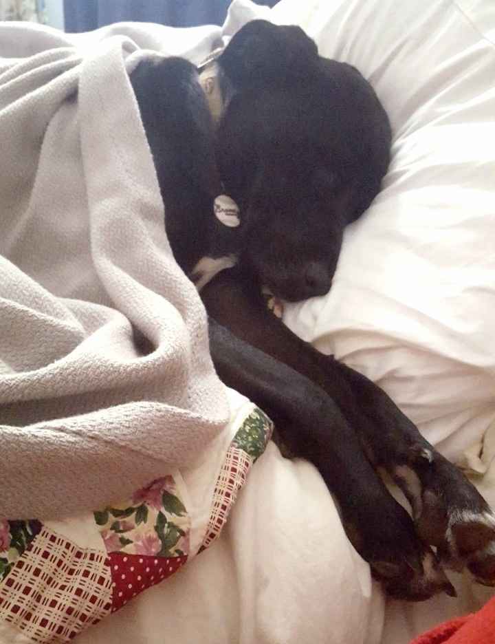 NWR: My pup thinks she's people. She's right. Show me your "people pups!"