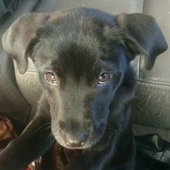 Furbaby pick me up