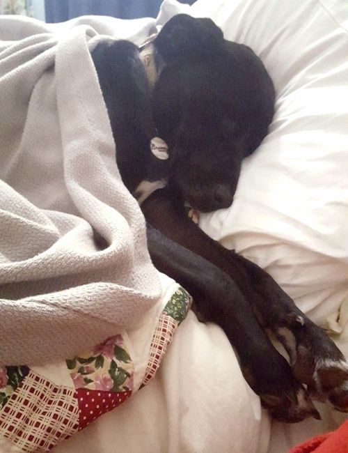 NWR: My pup thinks she's people. She's right. Show me your "people pups!"