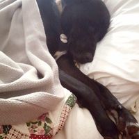 NWR: My pup thinks she's people. She's right. Show me your "people pups!"