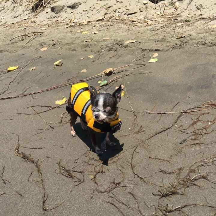Show me your fur babies!