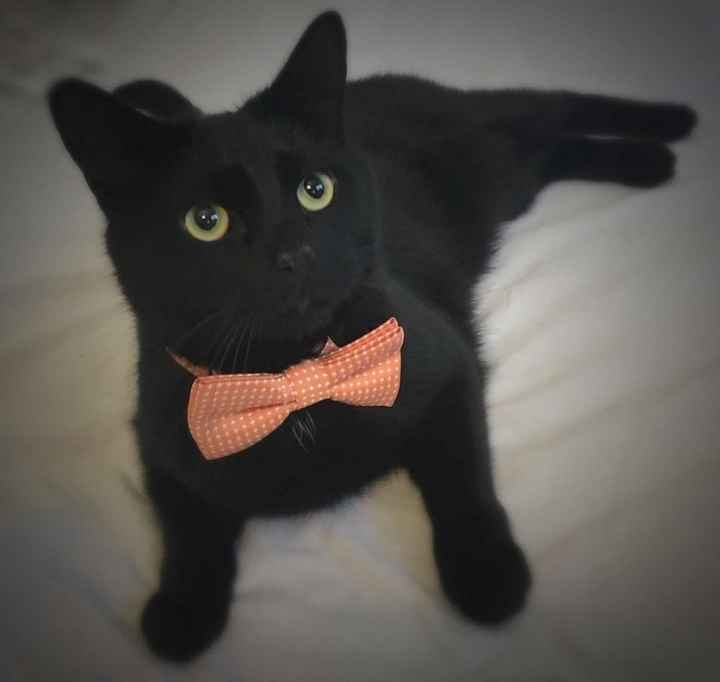 Nwr- show me your fur babies