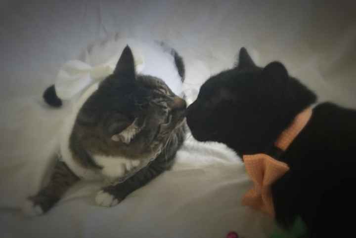 Nwr- show me your fur babies