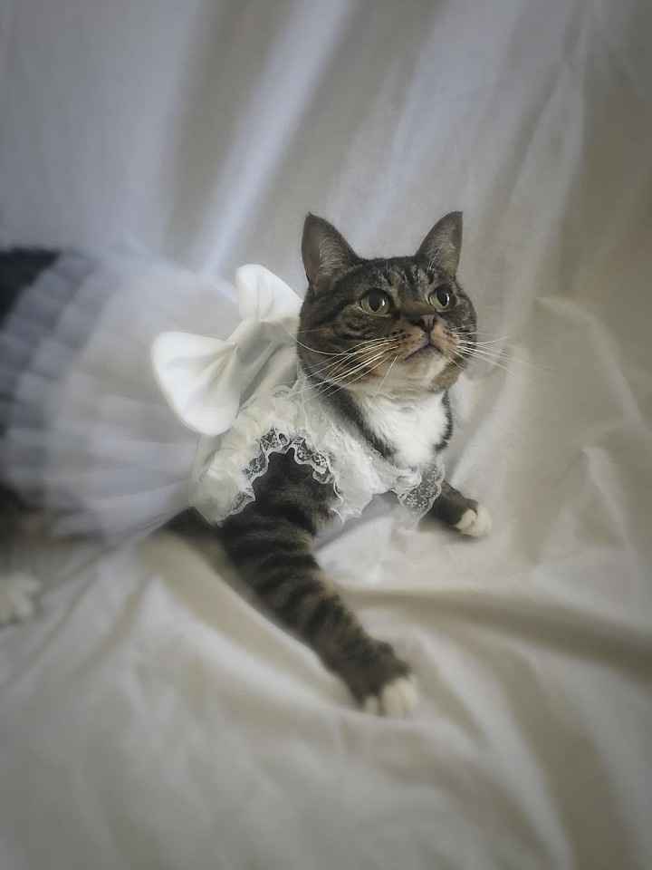 Nwr- show me your fur babies