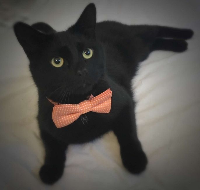 Nwr- show me your fur babies