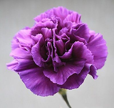 Flowers from BunchesDirect arrived on Wednesday....